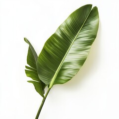 Fototapeta premium Tropical leaf, white backdrop, design element