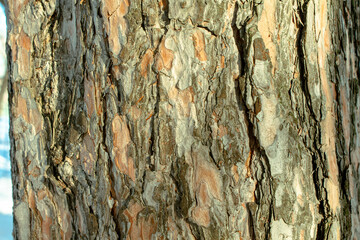 bark of tree