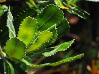 Close-Up of Banksia Serrated Leaves
