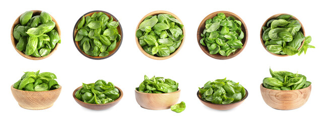 Fototapeta premium Fresh basil leaves in bowls isolated on white