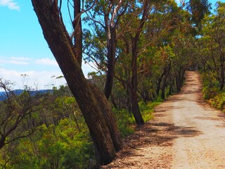 Tree-Lined Dirt Road Through Australian Bushland
