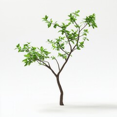 Obraz premium Small tree, studio shot, white background, 3D render, design