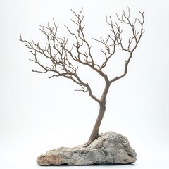 Fototapeta premium Dried tree, rock, white background, studio shot, decor