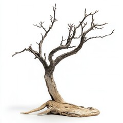 Studio-shot dead tree, white backdrop, nature art