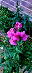 Beautiful purple snapdragon bush.