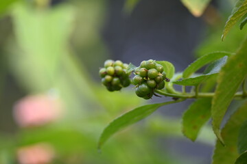 Lantana plant fruits. It is flowering plants in the verbena family, Verbenaceae. The genus includes both herbaceous plants. Its other names  shrub verbenas, lantanas and lantana camara.