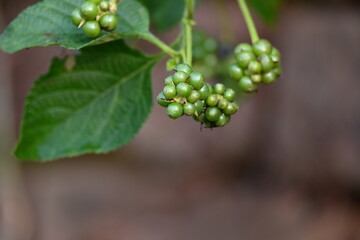 Lantana plant fruits. It is flowering plants in the verbena family, Verbenaceae. The genus includes both herbaceous plants. Its other names  shrub verbenas, lantanas and lantana camara.