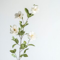 Obraz premium White Gardenia Branch Studio Shot