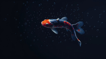 Carp or Koi swimming in a pond among the bubbles.