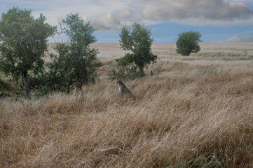 Cheetah in the savannah of Kenya