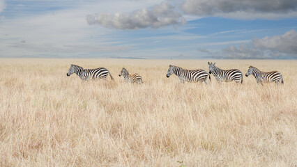 herd of zebras