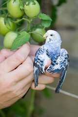 Close-up of a person's hands holding a small, colorful bird. The bird is near a green tomato plant with unripe tomatoes. A peaceful, nature scene.