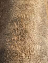 skin with black pig hair as background.