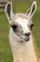 Obraz premium A baby llama with a white face and brown ears
