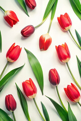 Obraz premium Red tulips with green leaves on white background