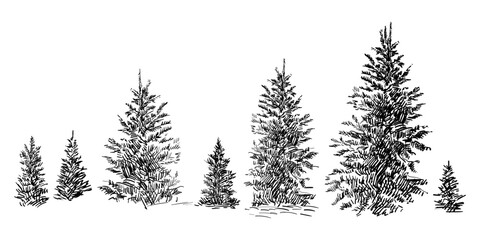 Hand drawing spruce trees set vector illustration