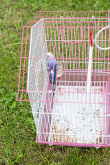 A blue and white bird rests in its pink wire cage, placed on a vibrant green lawn. The cage shows signs of birdseed and droppings.