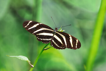 Zebra longwing butterfly, Heliconius charithonia, a species of butterfly from the subfamily Heliconiinae of the family Nymphalidae. Endemic to the southern states of USA, central and south America. © Rixie