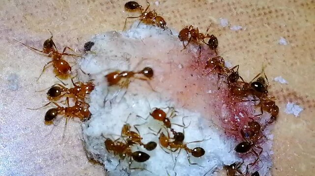 Red fire ants are eating tasty food like cookies, biscuit, wafer etc in the kitchen. Feeding the colonies of ants in the morning as symbol of kindness, unity, togetherness etc