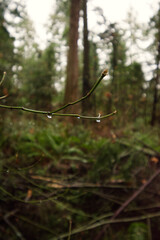 Water droplets on branches