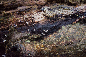 Dead Man's Fingers Fungi (Xylaria)
