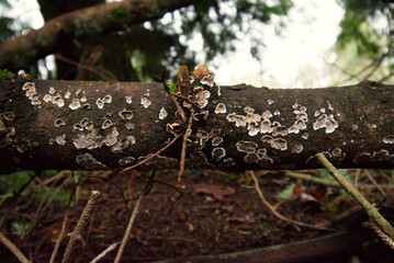 crust fungus