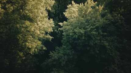 Looking Up at Green Tree Tops in a Peaceful Forest Canopy