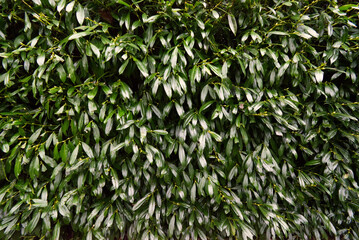 green bush background