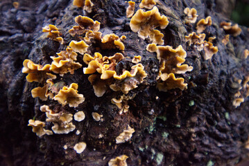 false turkey-tail or golden curtain crust (Stereum ostrea)