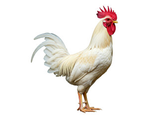 a white rooster standing tall against a plain white background, full body view with sharp focus on the subject.