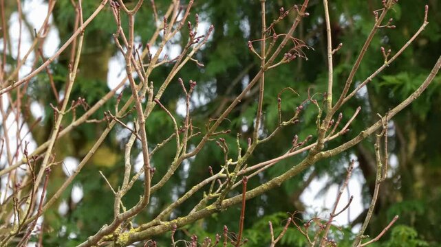 long-tailed tit (Aegithalos caudatus) feeding in winter branches