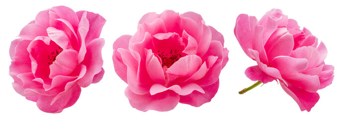Set of three pink roses or Bulgarian or Damask roses, is used as a flavoring ingredient in culinary and perfume production. File contains clipping paths.