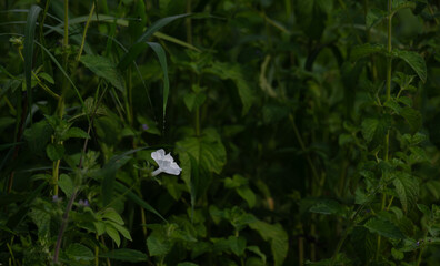 A single delicate purple flower in bloom. The soft Patels purple of Patels contrasts beautifully against the lush green background. 