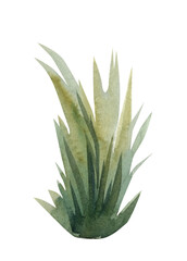 Grass, fresh plants illustration, hand-painted green grass on isolated background, watercolor natural element design