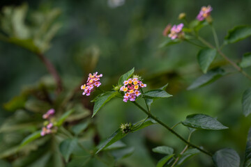 The beautiful west Indian lantana flower standing tall against a blurred green background.