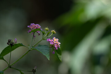 Fototapeta premium The beautiful west Indian lantana flower standing tall against a blurred green background.