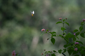A beautiful butterfly of delias eucharis with vibrant white , yellow and orange wings fly on a pink flower. The background is blurred, creating a soft focus and highlighting the butterfly.
