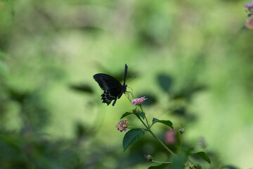 The beautiful common blue bottle butterfly, Papilio polymnester with vibrant blue wings and black marking perched on a pink and yellow lanntana flower.The flower adds a pop of color and contrast.