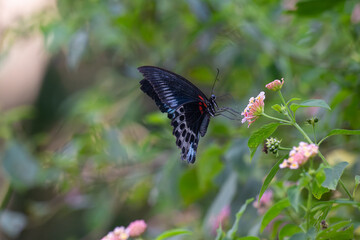 The beautiful common blue bottle butterfly, Papilio polymnester with vibrant blue wings and black marking perched on a pink and yellow lanntana flower.The flower adds a pop of color and contrast.