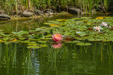 Magical big bright pink water lily or lotus flower Perry's Orange Sunset grows in garden pond. Nymphaea is reflected in water. Flower landscape for nature wallpaper