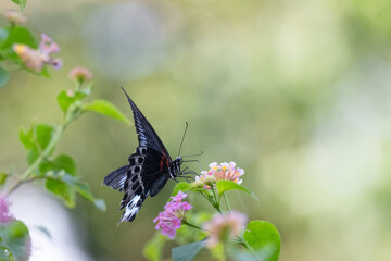 The beautiful common blue bottle butterfly, Papilio polymnester with vibrant blue wings and black marking perched on a pink and yellow lanntana flower.The flower adds a pop of color and contrast.