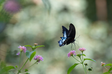 The beautiful common blue bottle butterfly, Papilio polymnester with vibrant blue wings and black marking perched on a pink and yellow lanntana flower.The flower adds a pop of color and contrast.