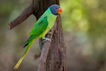 Slaty-headed parakeet