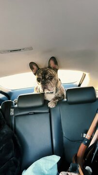 backlit of brindle french bulldog standing behide car back seat while travel on road