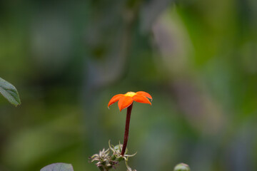 A vibrant , orange flower with a long, slender stem. The flower petals are delicate and slightly curled at the edges. The background is blurred green foliage.