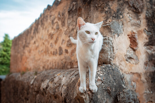 white colored domestic cat on a stone wall