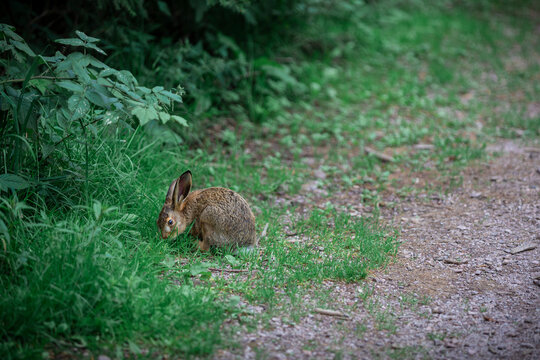 Small bunny rabbit in the grass next to a dirty road