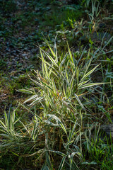 Phalaris arundinacea or reed canary grass on blurred green background and bokeh. Close-up of plant leaves on blurred green background. Summer landscape, fresh wallpaper and nature background concept