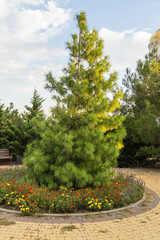 Long green needles of white pine Pinus strobus grow on branches against sky. Sunset. Close-up. Selective focus.White pine tree grows in front of Church of St. Andrew Apostle First-Called.