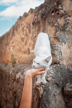 white colored domestic cat getting petted by a human